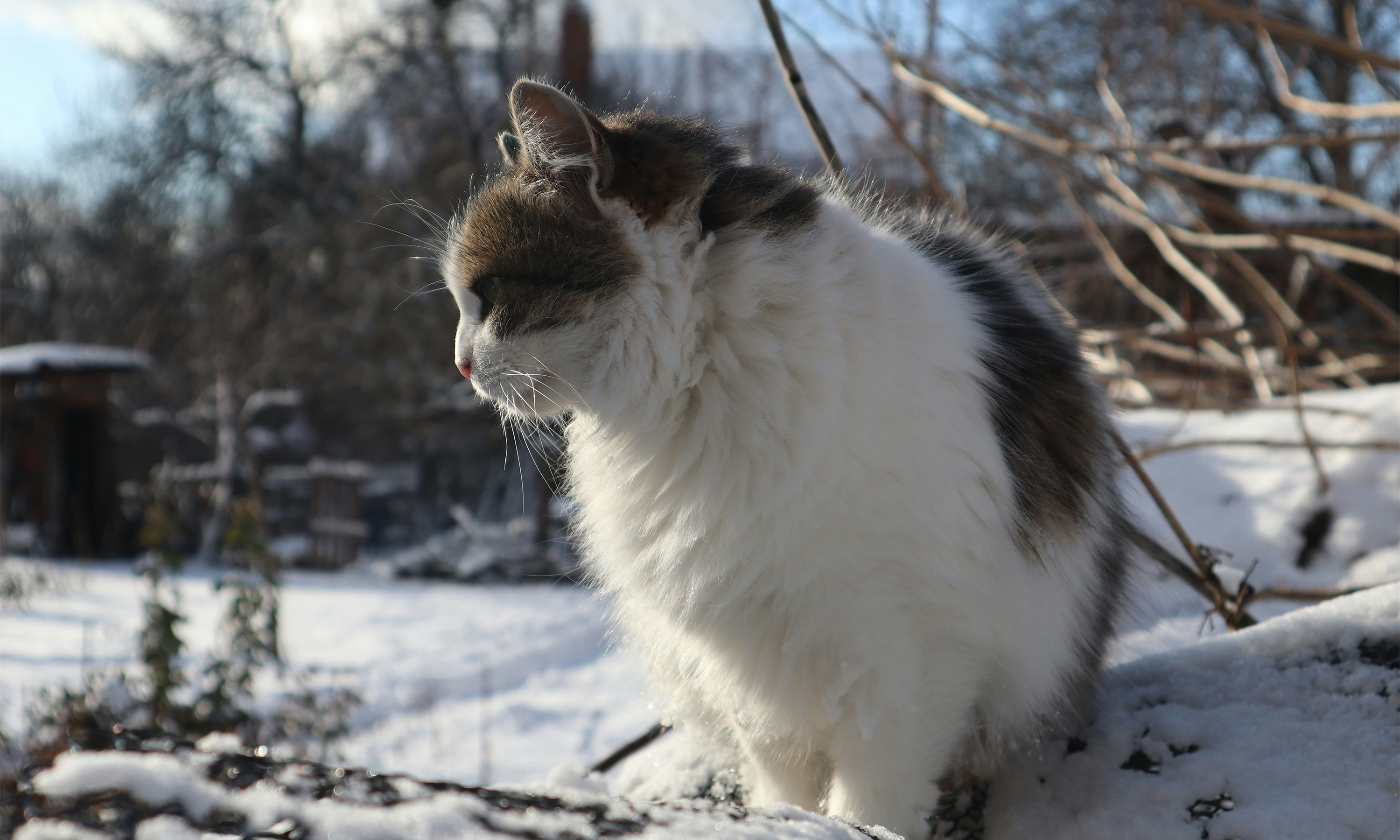 Katzen im Winter: 9 wichtige Fragen beantwortet