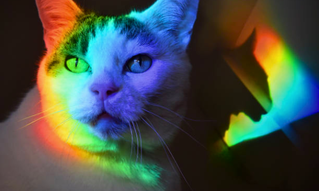 Welche Farben sehen Katzen? Die Welt durch Katzenaugen und das interaktive Spielzeug von All for Paws