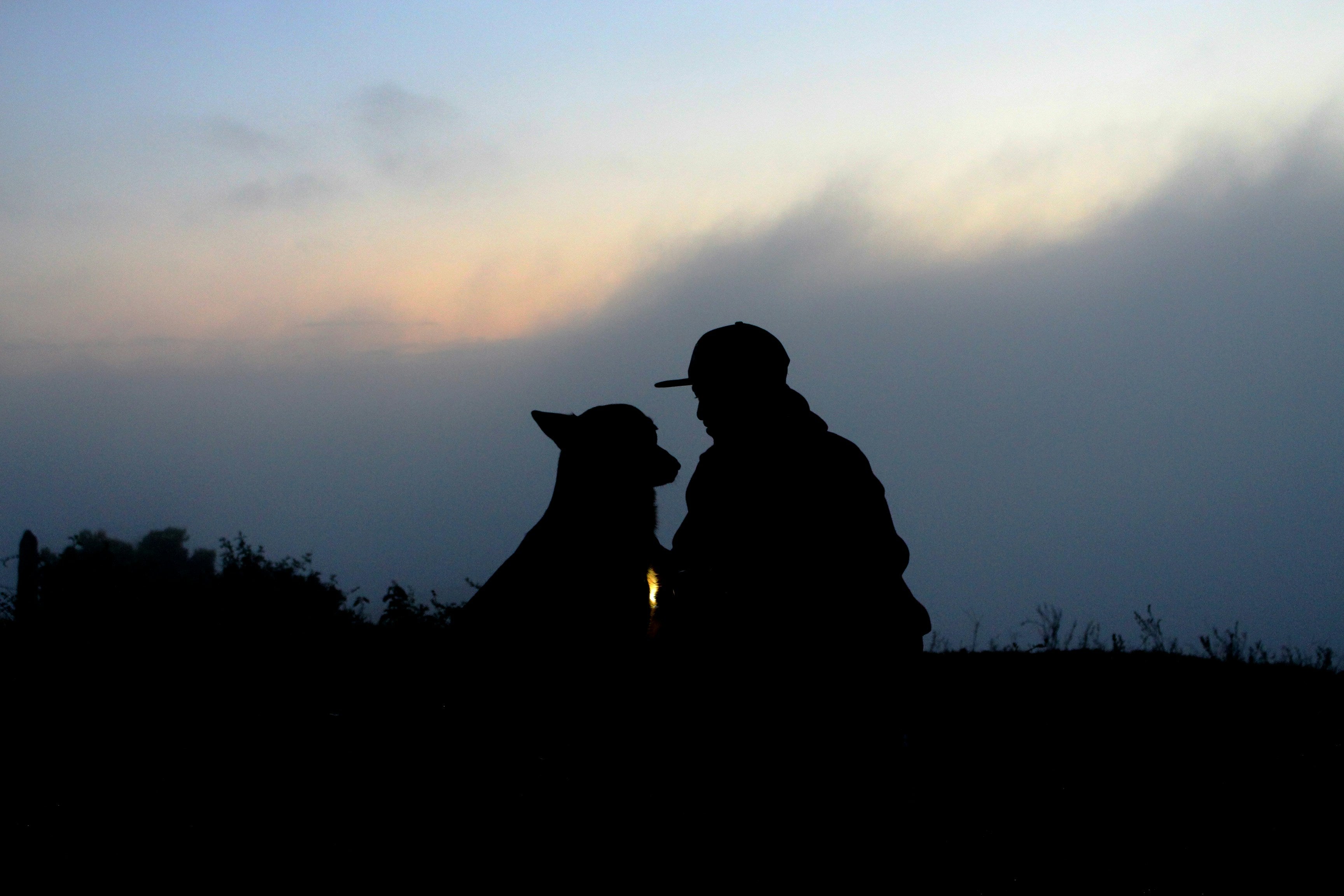 Warum menschliche Begleitung für Hunde besonders wichtig ist