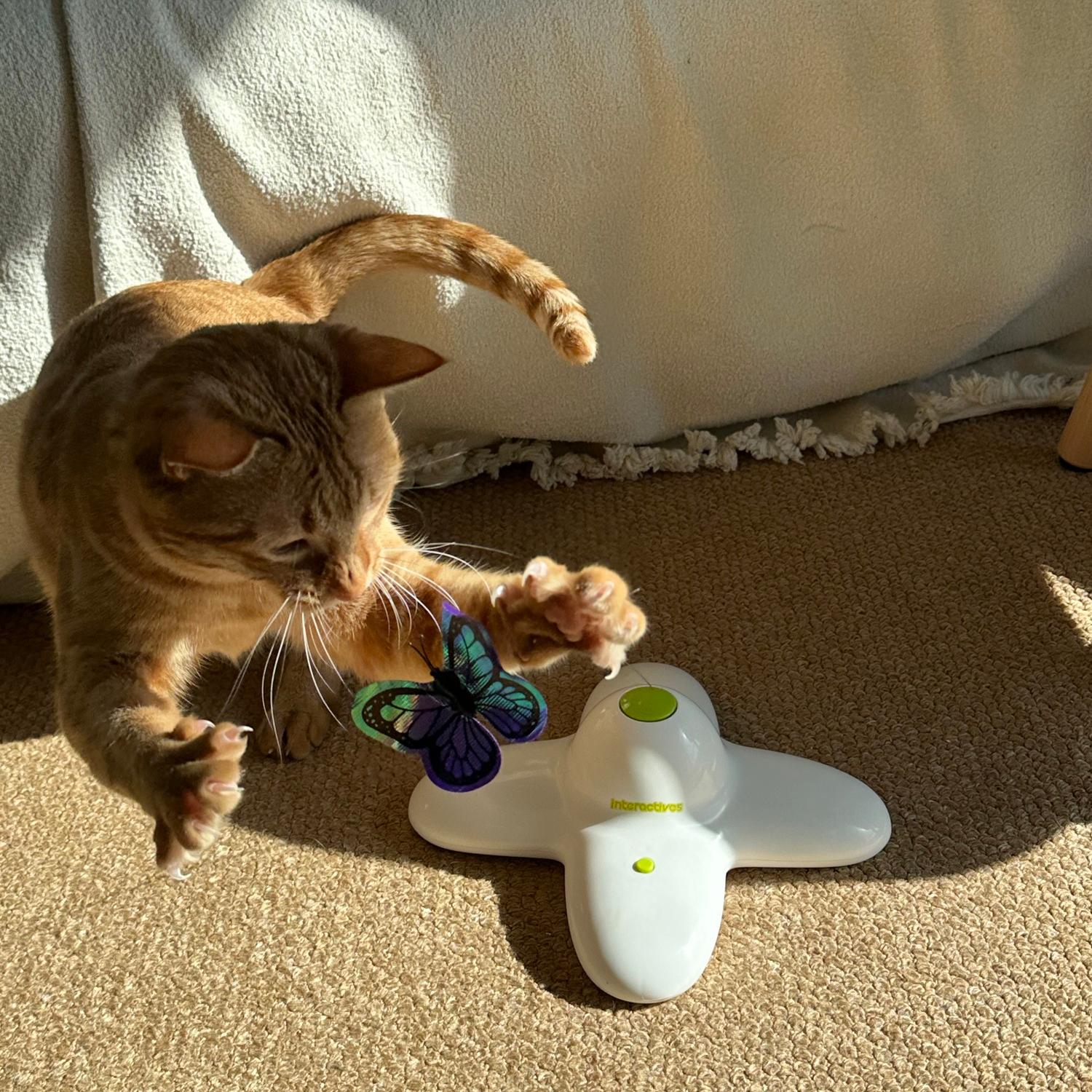 3203-katzen-interactive-spielzeug-flutter-bug.jpg