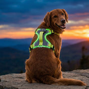 LED-Leuchthundegeschirr – Für Hunde bei nächtlichen Spaziergängen & Outdoor-Aktivitäten