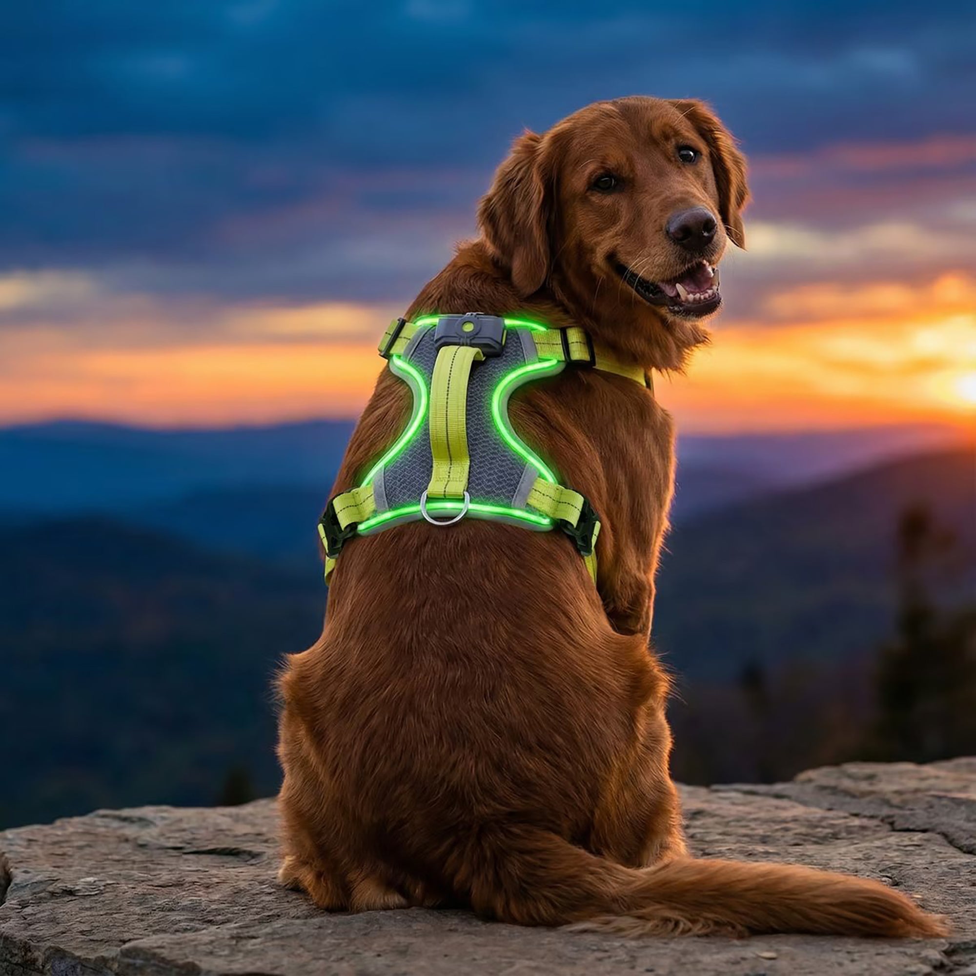 LED-Leuchthundegeschirr – Für Hunde bei nächtlichen Spaziergängen & Outdoor-Aktivitäten