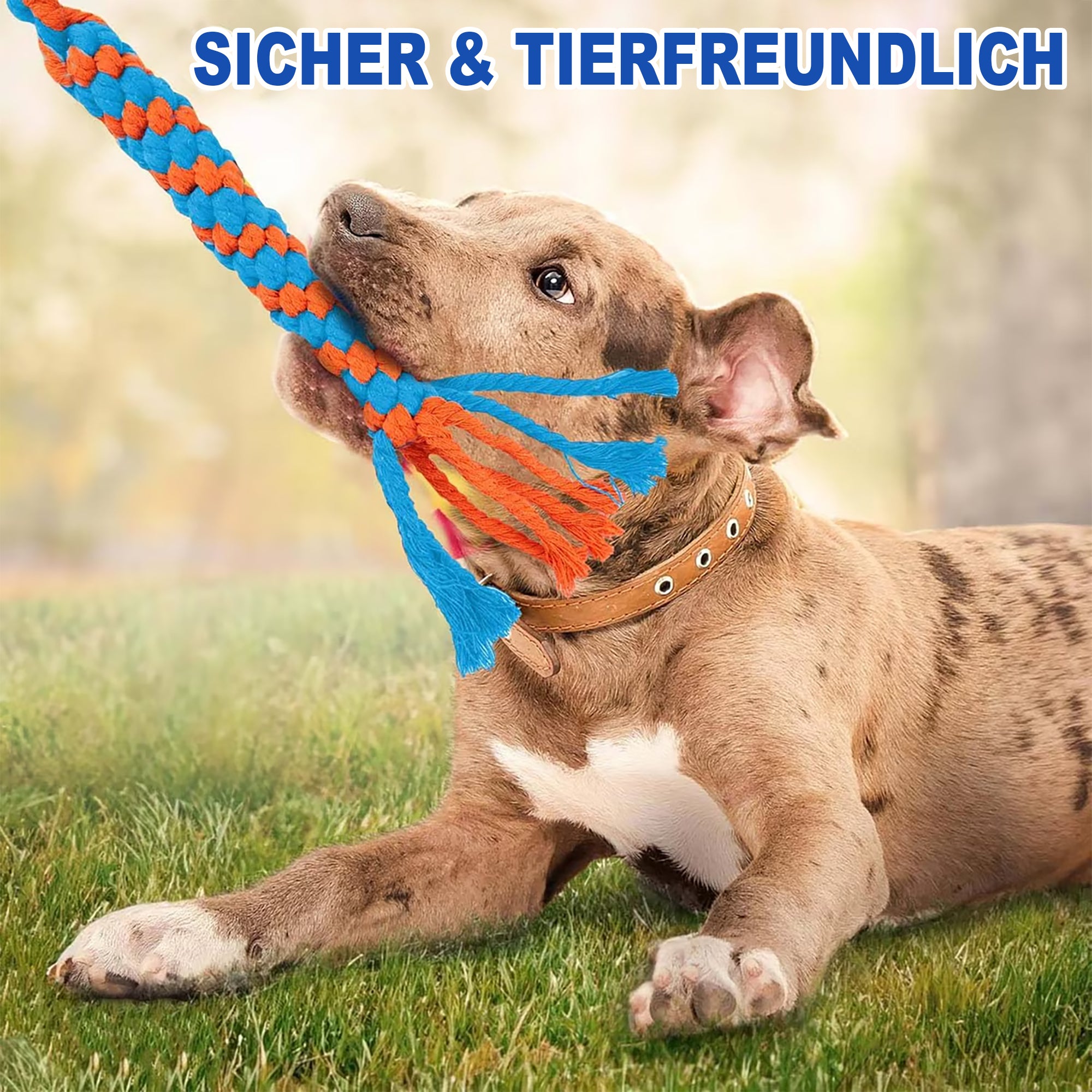Hunde Flirt Pole mit Teleskopstab - Trainingsspielzeug mit Football & Seilschwanz