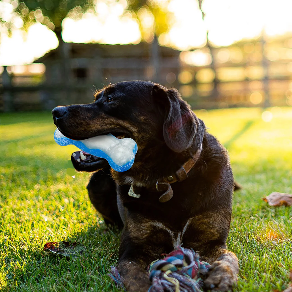 8009-Hunde-Eis-knochen-2.png