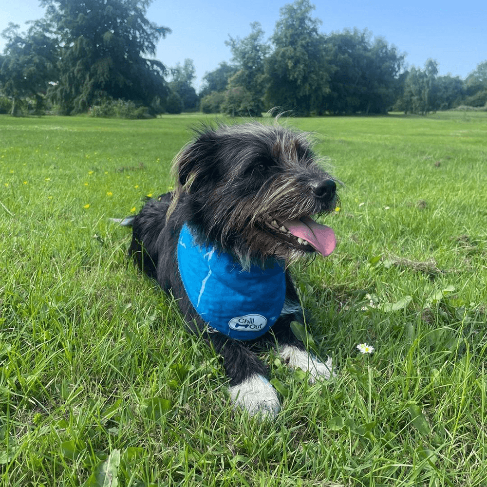 Keep_your_furry_friend_feeling_cool_and_comfortable_this_summer_with_our_selection_of_cooling_essentials_for_dogs-afp-chillout.png