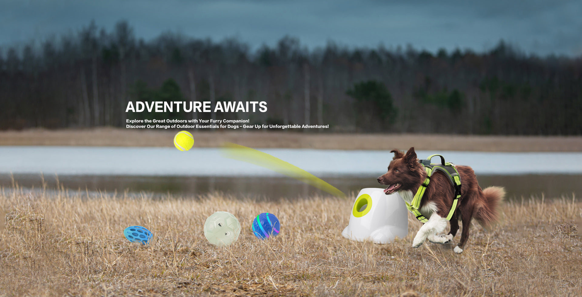 ALL FOR PAWS Ballwerfer Für Hunde – 4 Stück Set, Praktisch & Spaßig