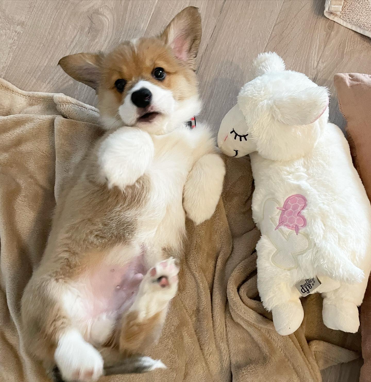 @leopold.thecorgi